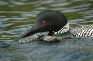 Beautiful Loon