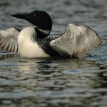 The Common Loon