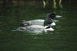 Loon Pair